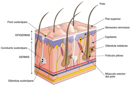 La estructura de la piel del hombre