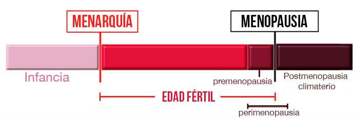 Ciclo reproductivo femenino menopausia